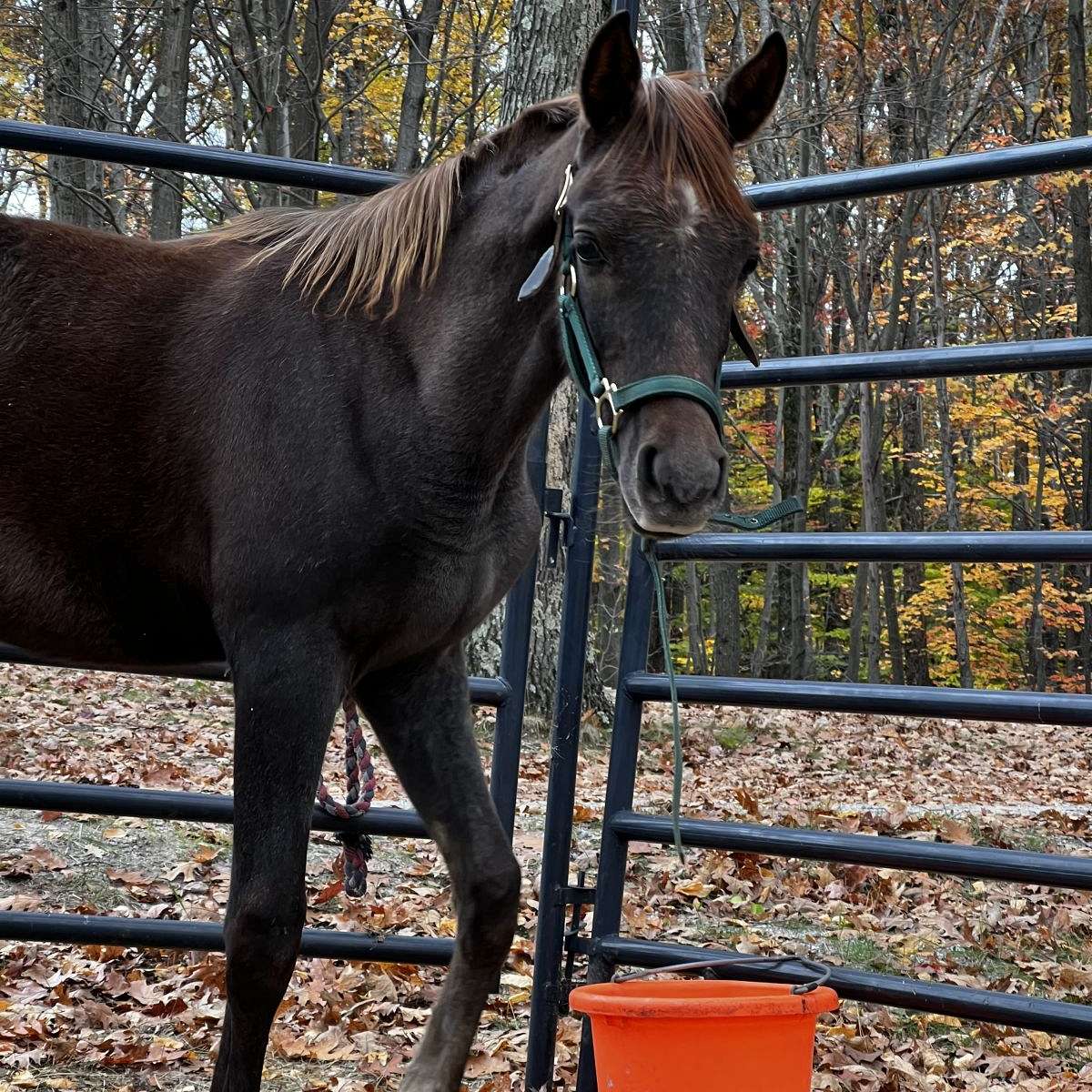 Alamar Arabians 