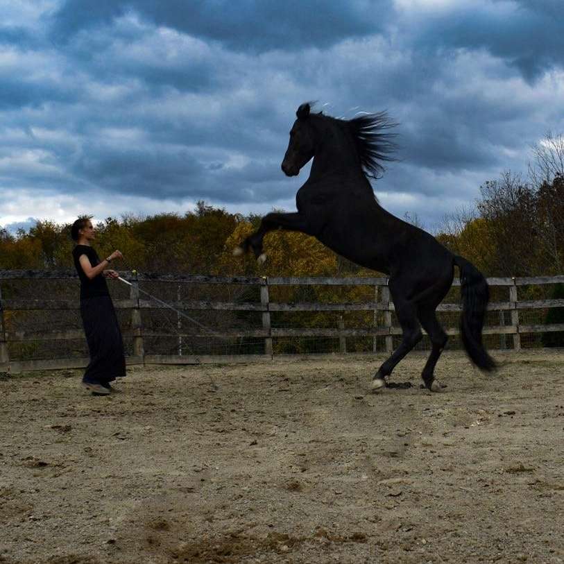 Peaceful Valley Stables LLC 