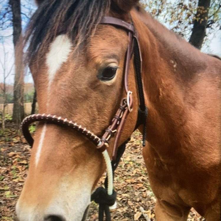 Lydias Equine Training 