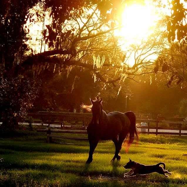 Beautiful Black Morgan Standing in Tampa