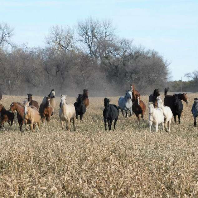 Lazy X Heart Ranch