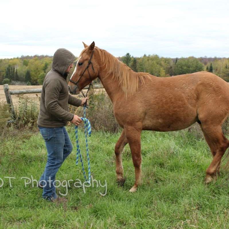 JH Horse Training and Colt Starting