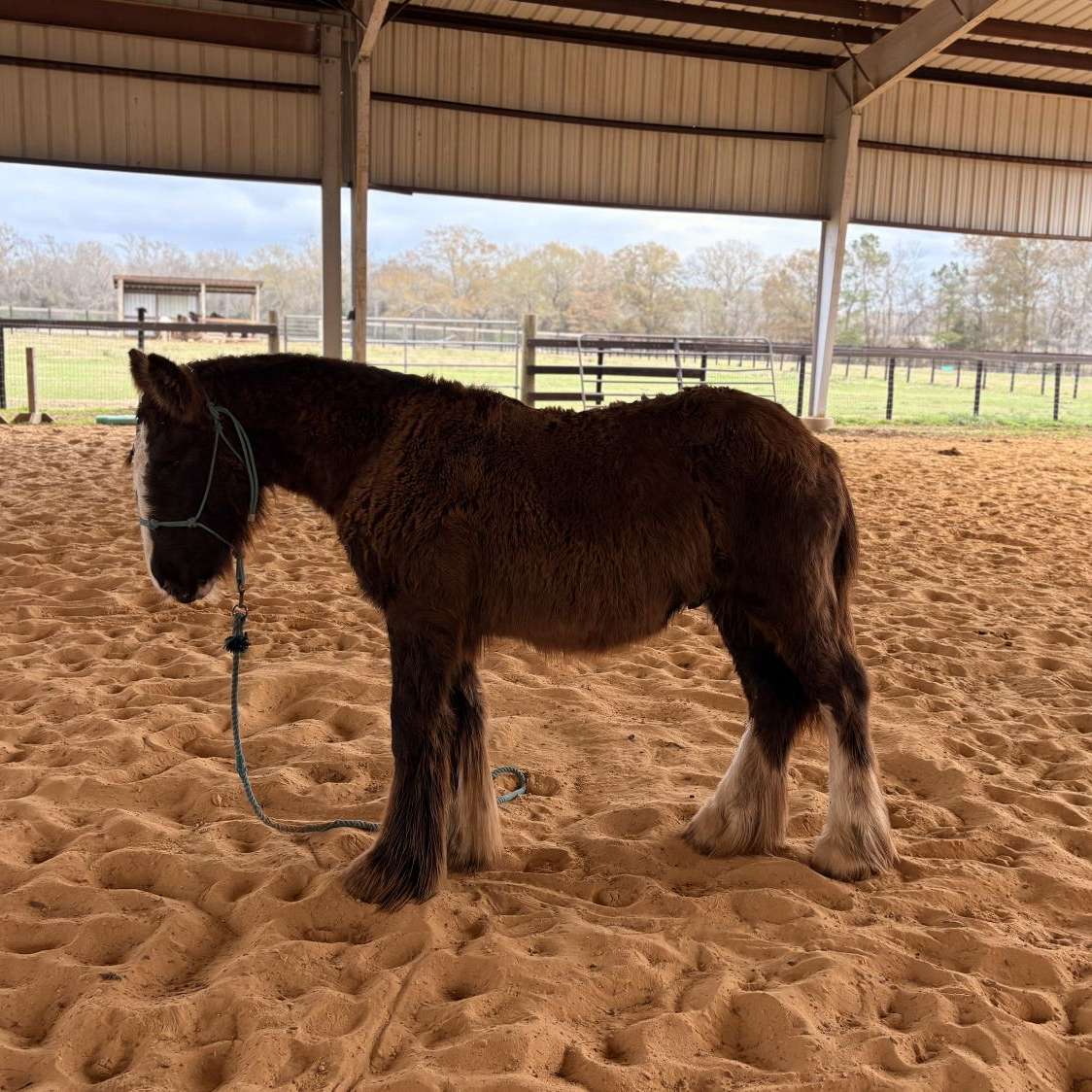 Primrose Ranch