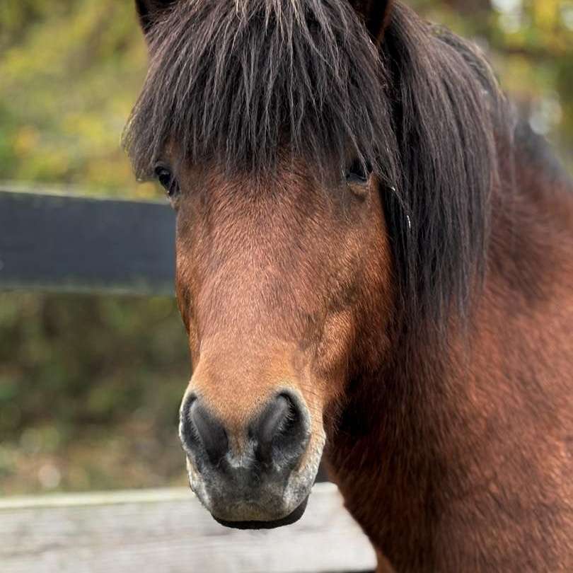 Seliana Stables