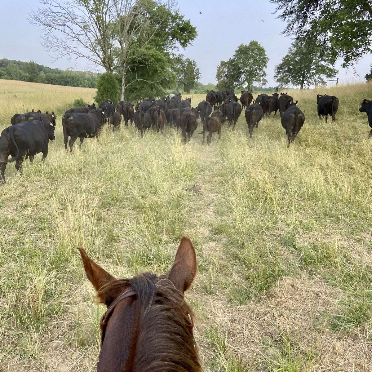 Leistner Cattle Co