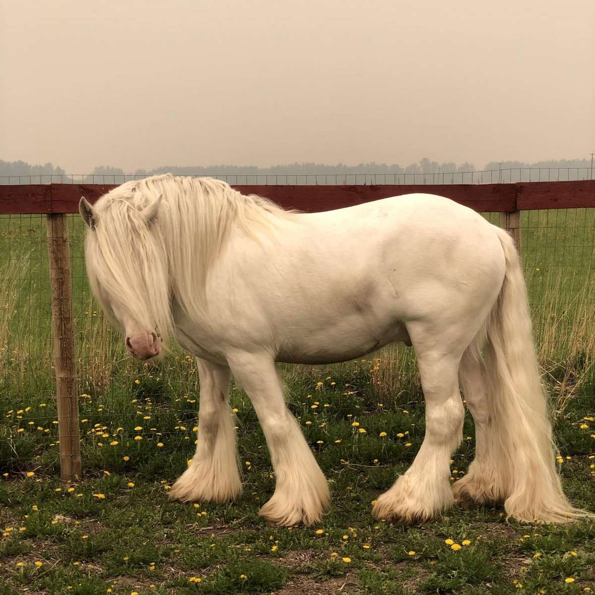 Sacred Heart Gypsy Farm