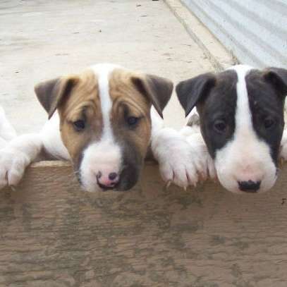 RUNAMUK RANCH BULL TERRIERS DOGUE DE BORDEAUX  Pai