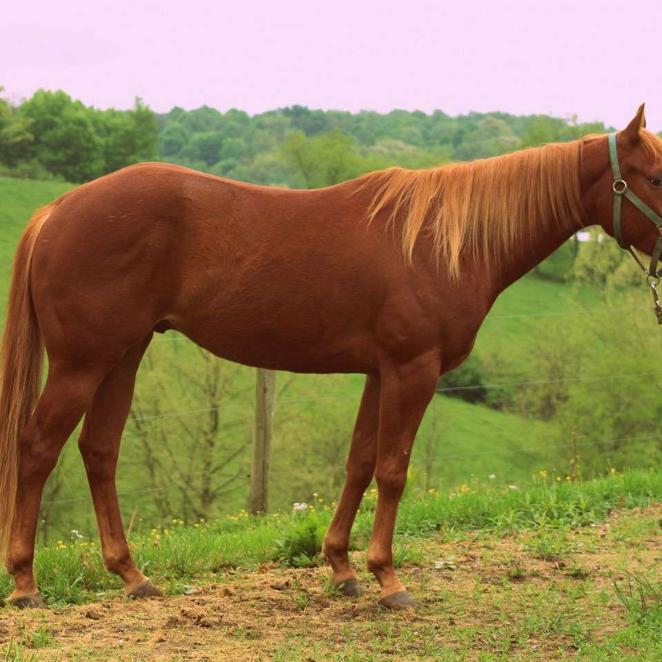 Justa Hill Ranch