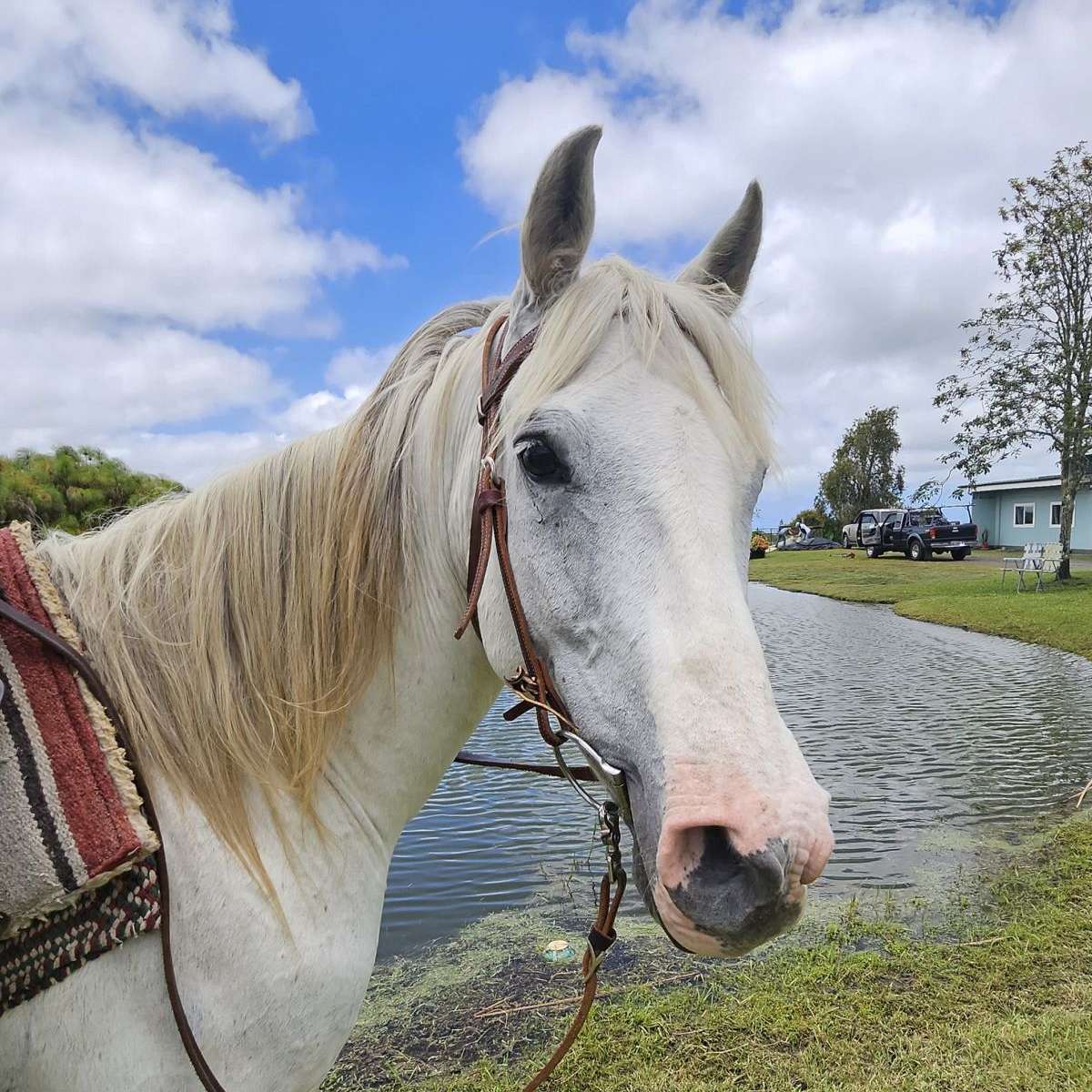 Pacific Liberty Equestrian Academy