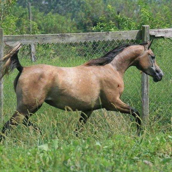 Jameela Arabians