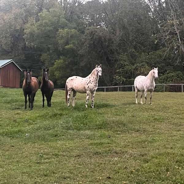 Hawks Flight Farm