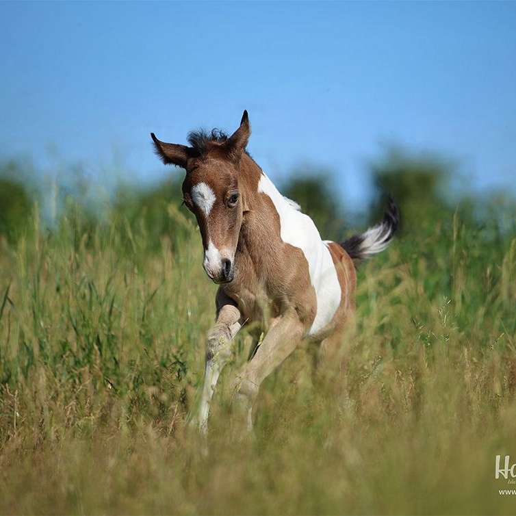 Harts Island Pony Ranch