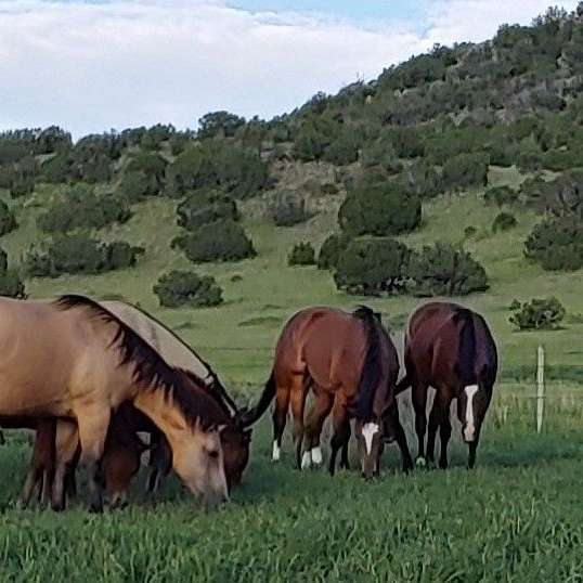 White Mountain Herefords