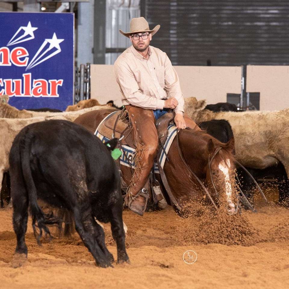 Schlegel Cowhorses