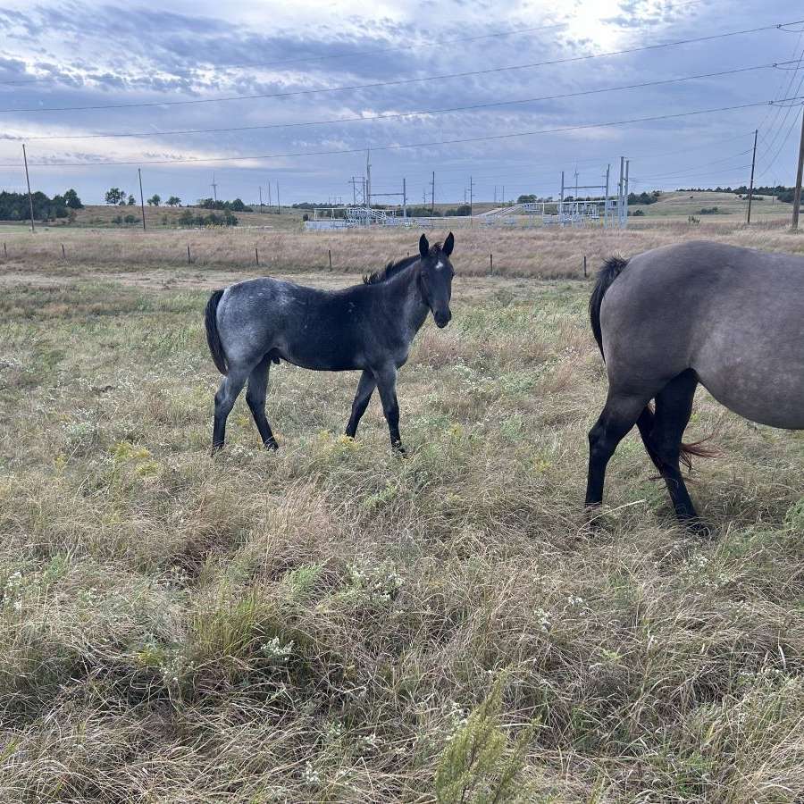 McIntosh Performance Quarter Horses