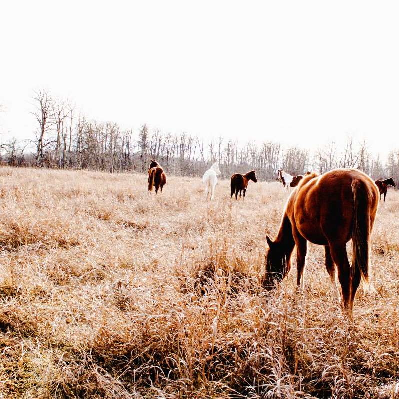 KD Ranch Alberta