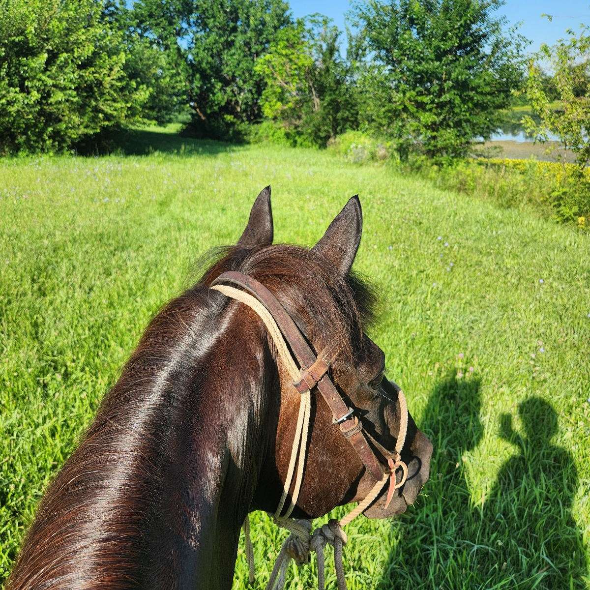 Hooser Horsemanship LLC