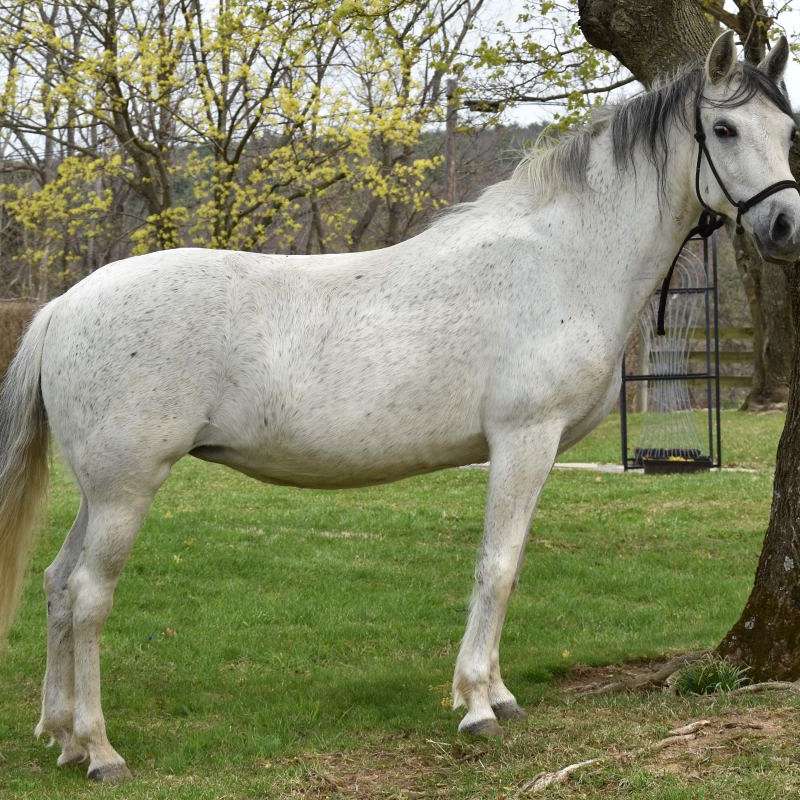 AM Stables