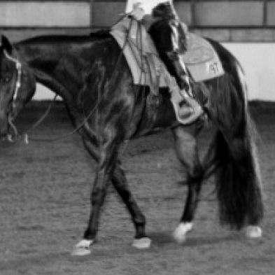 KD Quarter Horses