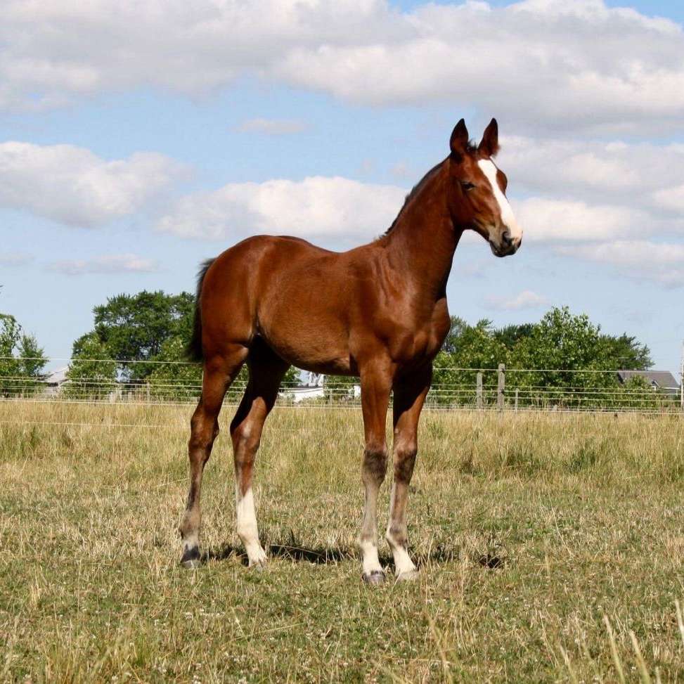 Sand Cherry Stables