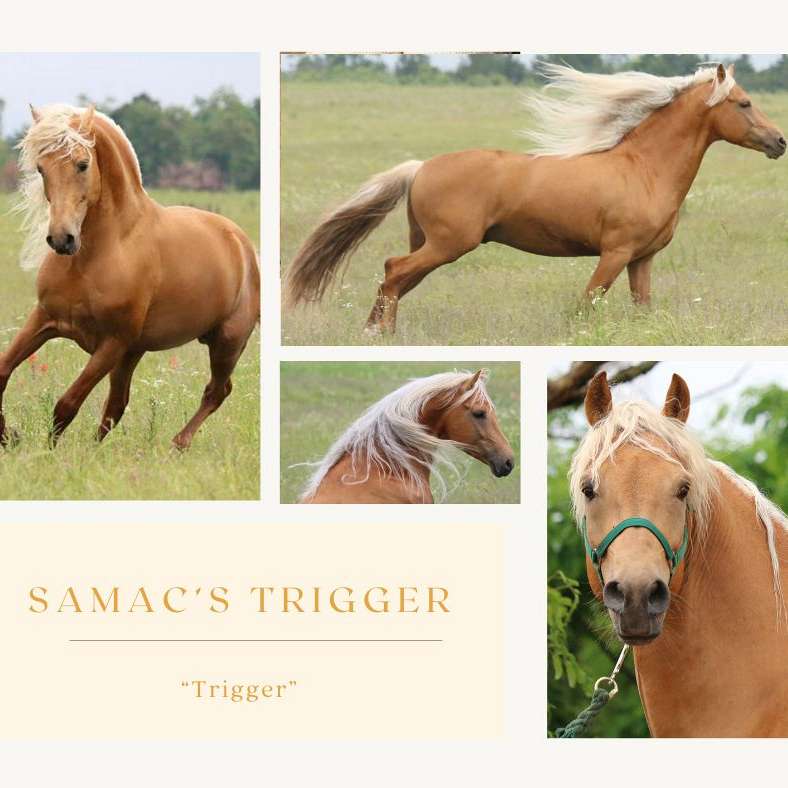 Samac Morgans
