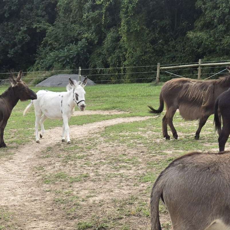 Crestview Farm