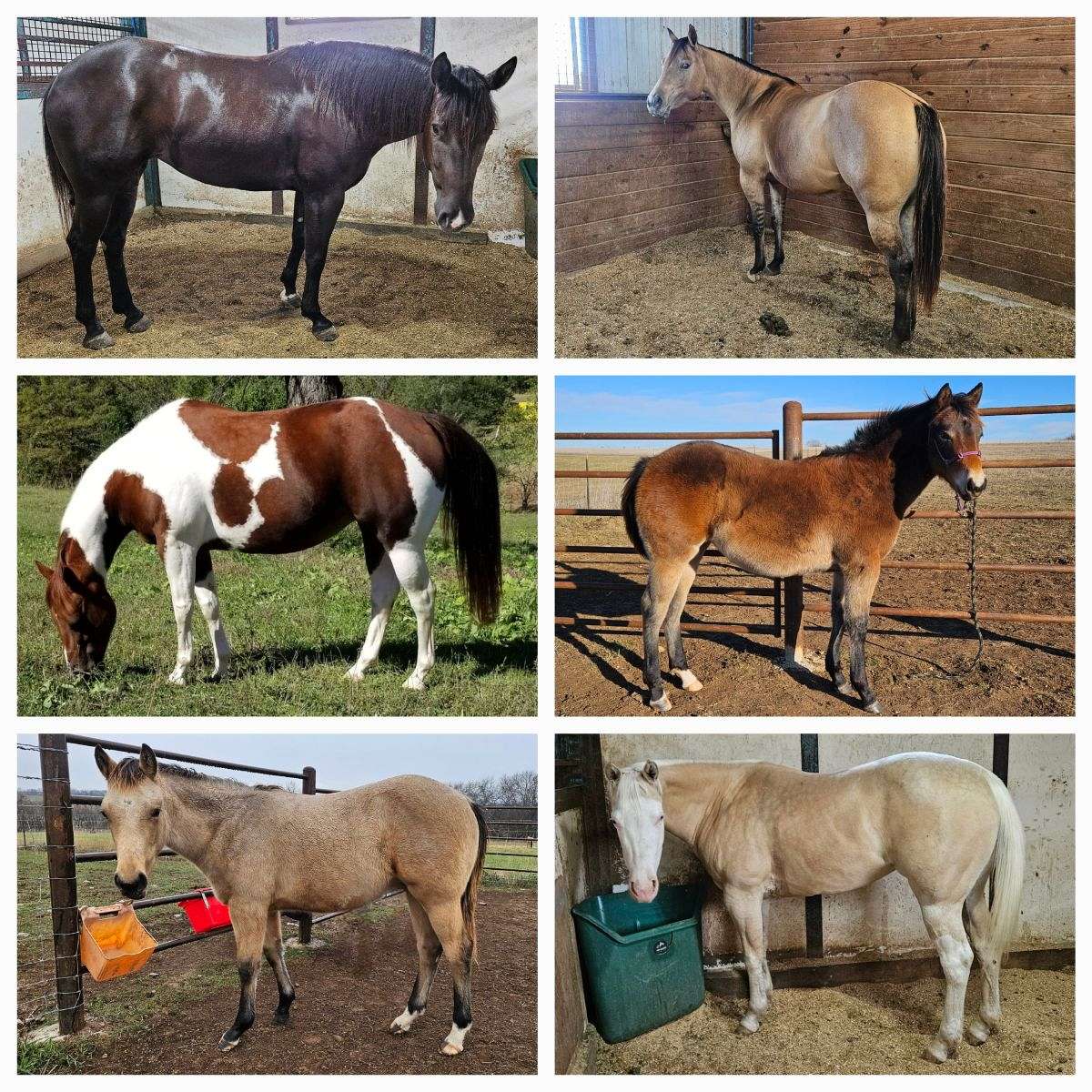Sw1 Palomino Colt By Snipers Smoking Gun sw1-palomino-colt-by-snipers-smoking-gun