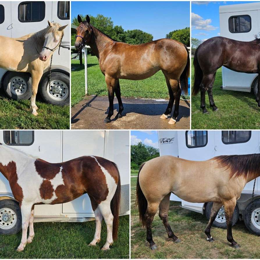 Cuttin Style Horses