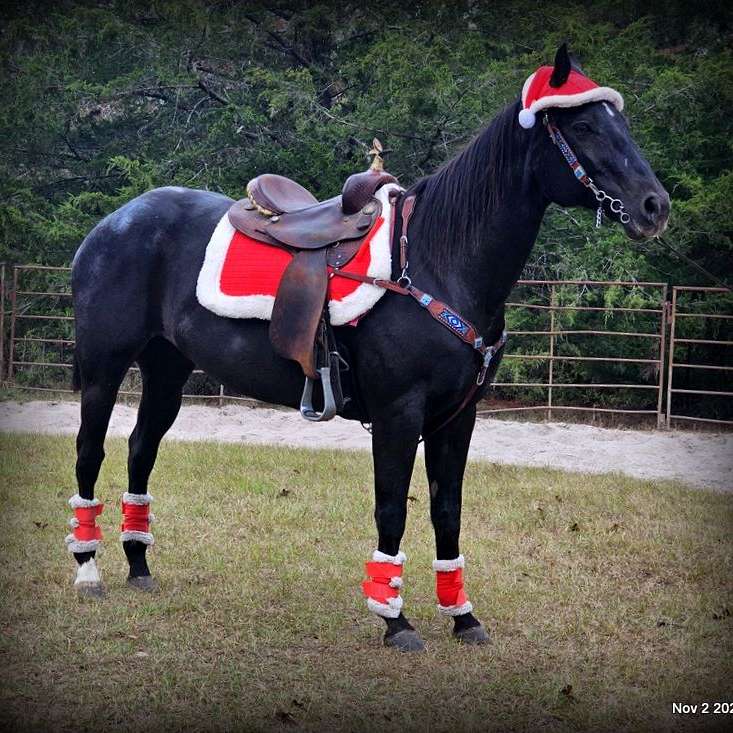 A Ranch Horse