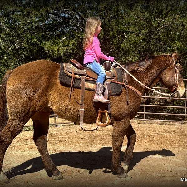 A Ranch Horse