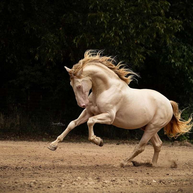 Epic Andalusians