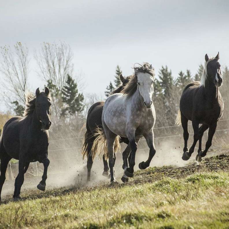 Happy Trails Ranch