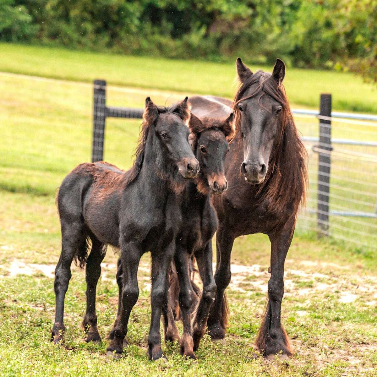 Dream Hayven Farm, LLC