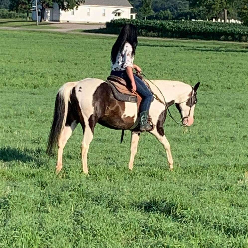 CW Painted horse training and Rescue