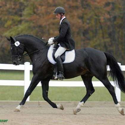 Mountain Creek Sport Horses