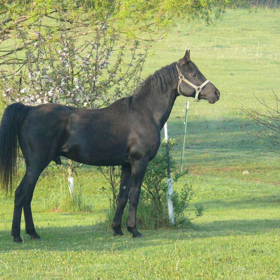 Sorenson's Ranch