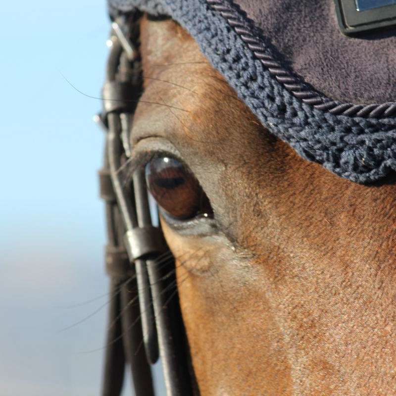 Bernard Equine