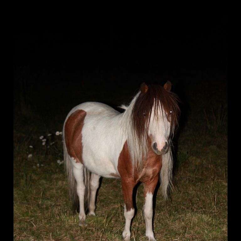 Lil Achers miniature horses