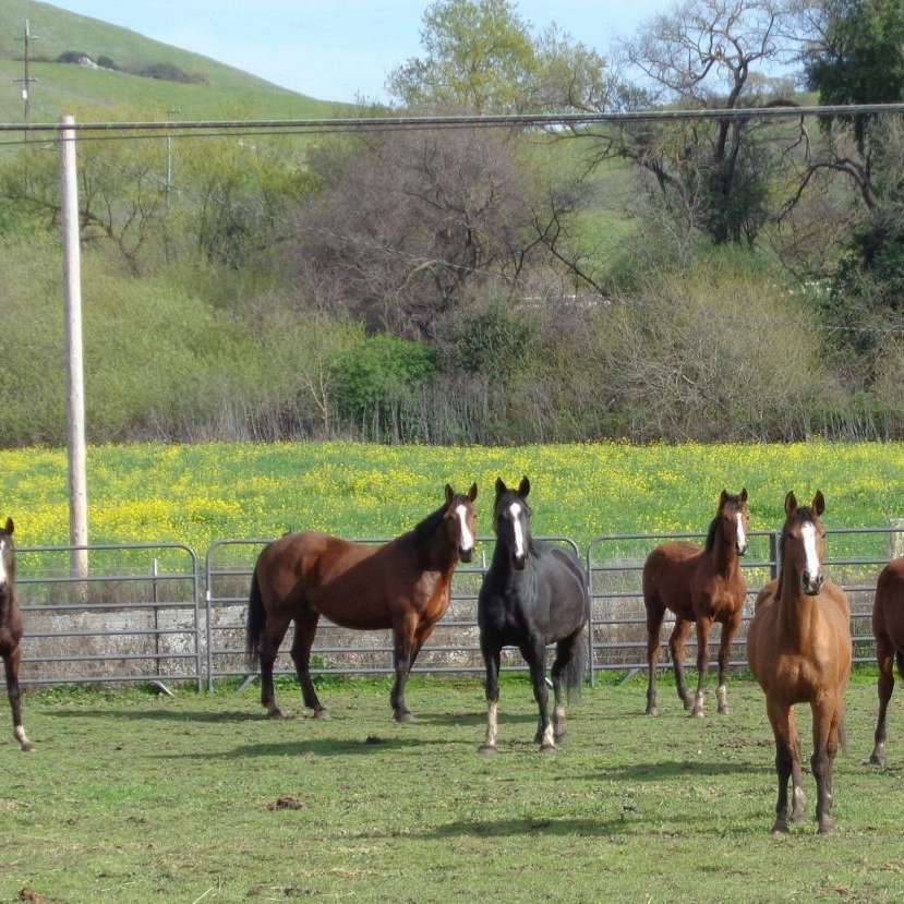 Hansen Sport Horses