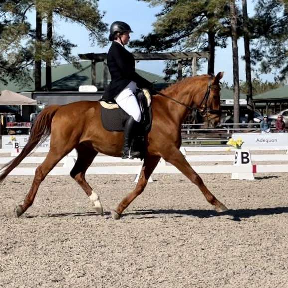 Deanna Corby Dressage