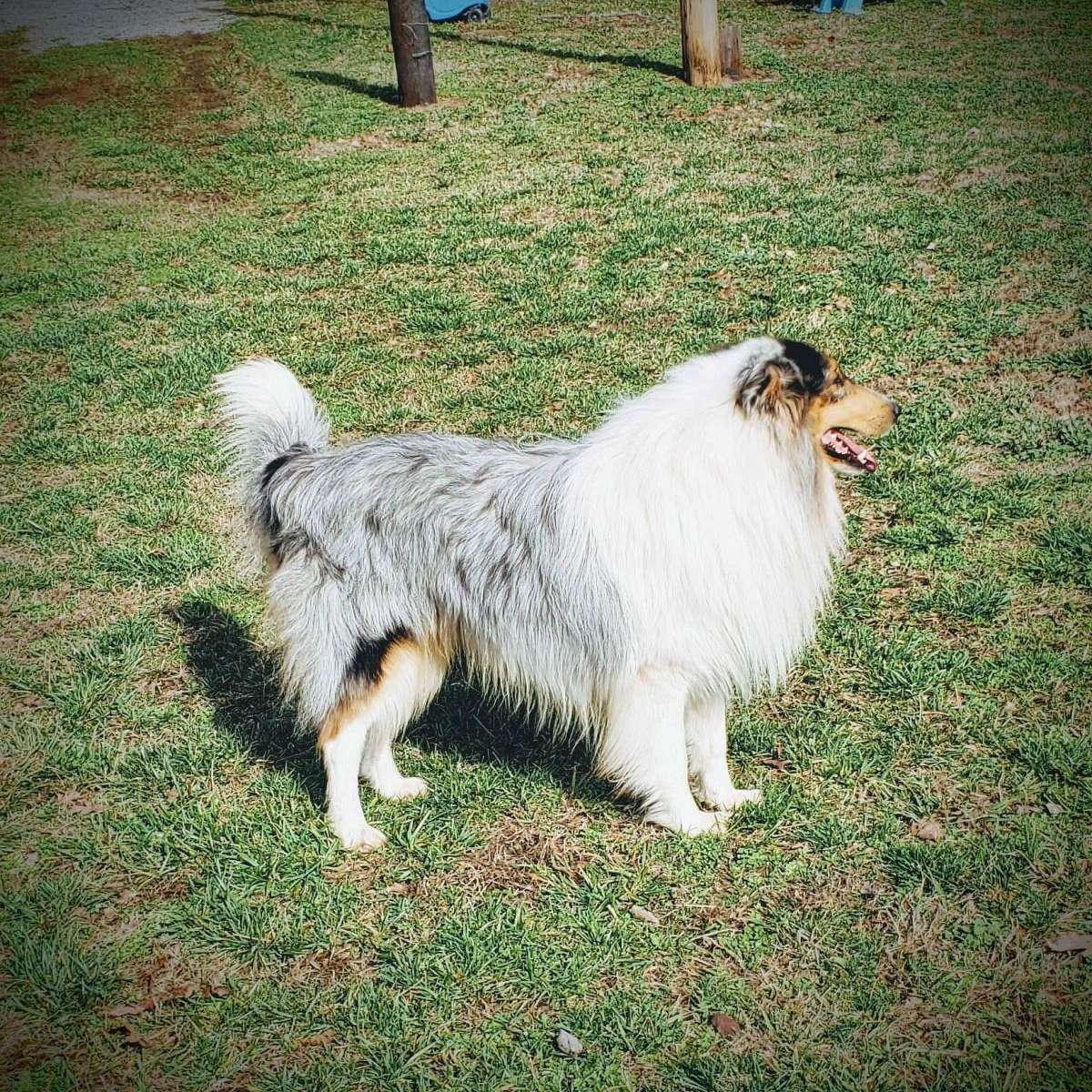 Mountain Creek Ranch  Voneida Collies