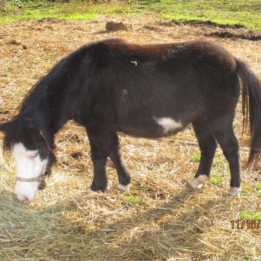 Swampyacres Miniature Horses