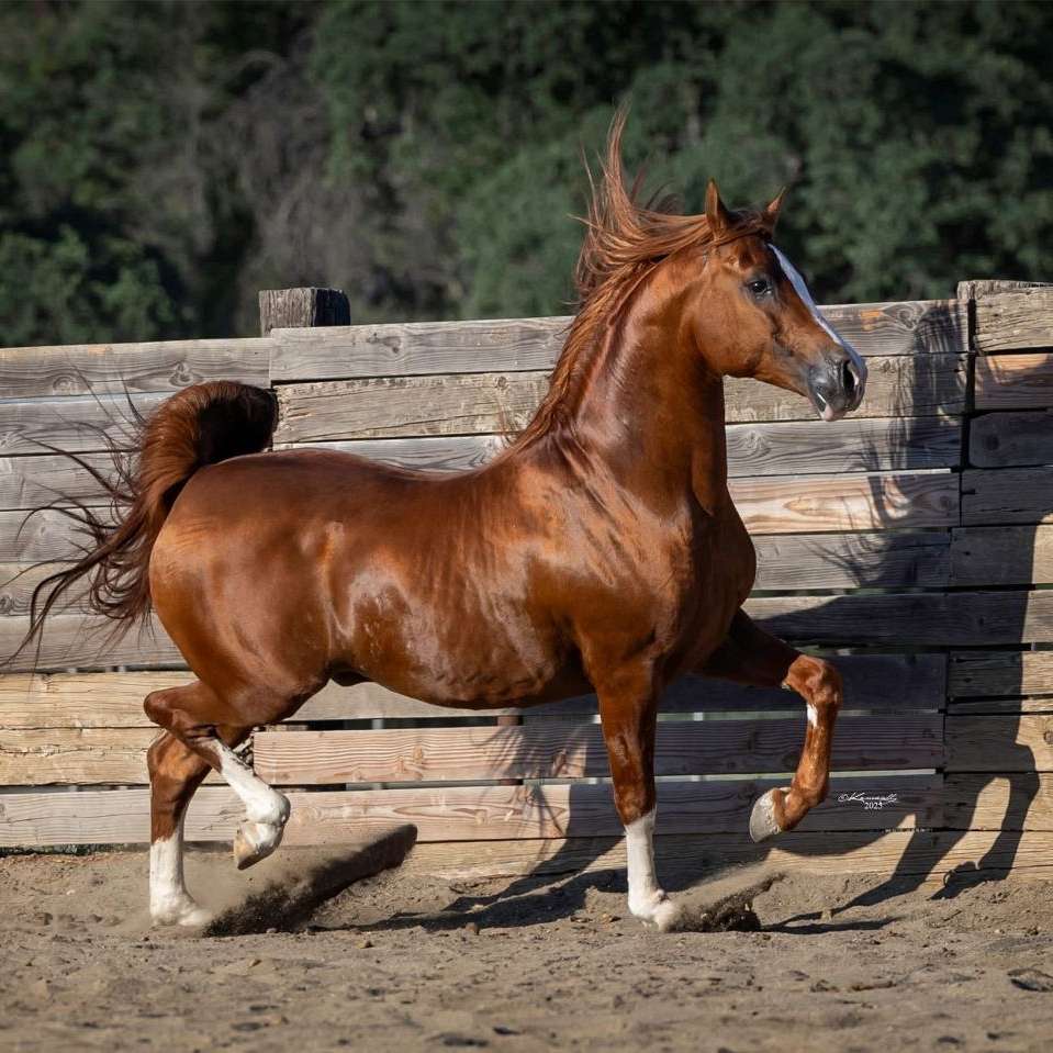 valley horse center