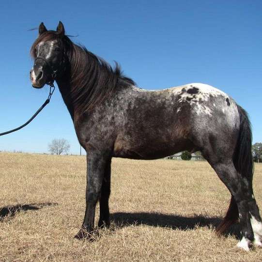 Neo Equus Ranch