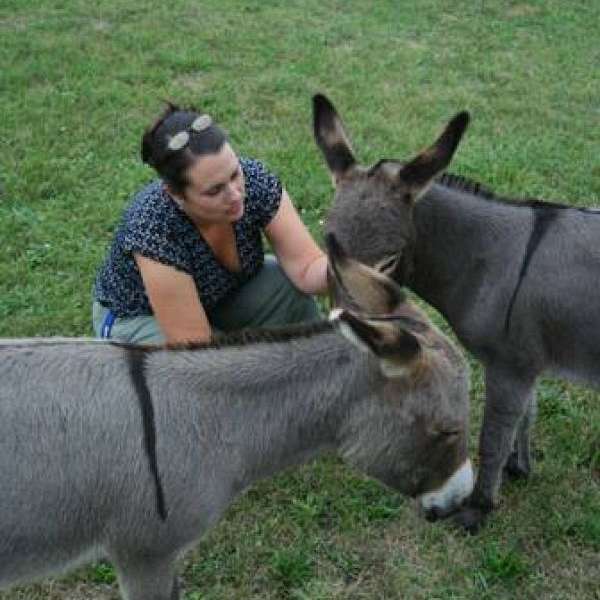 Copper Star Farm Miniature Donkeys