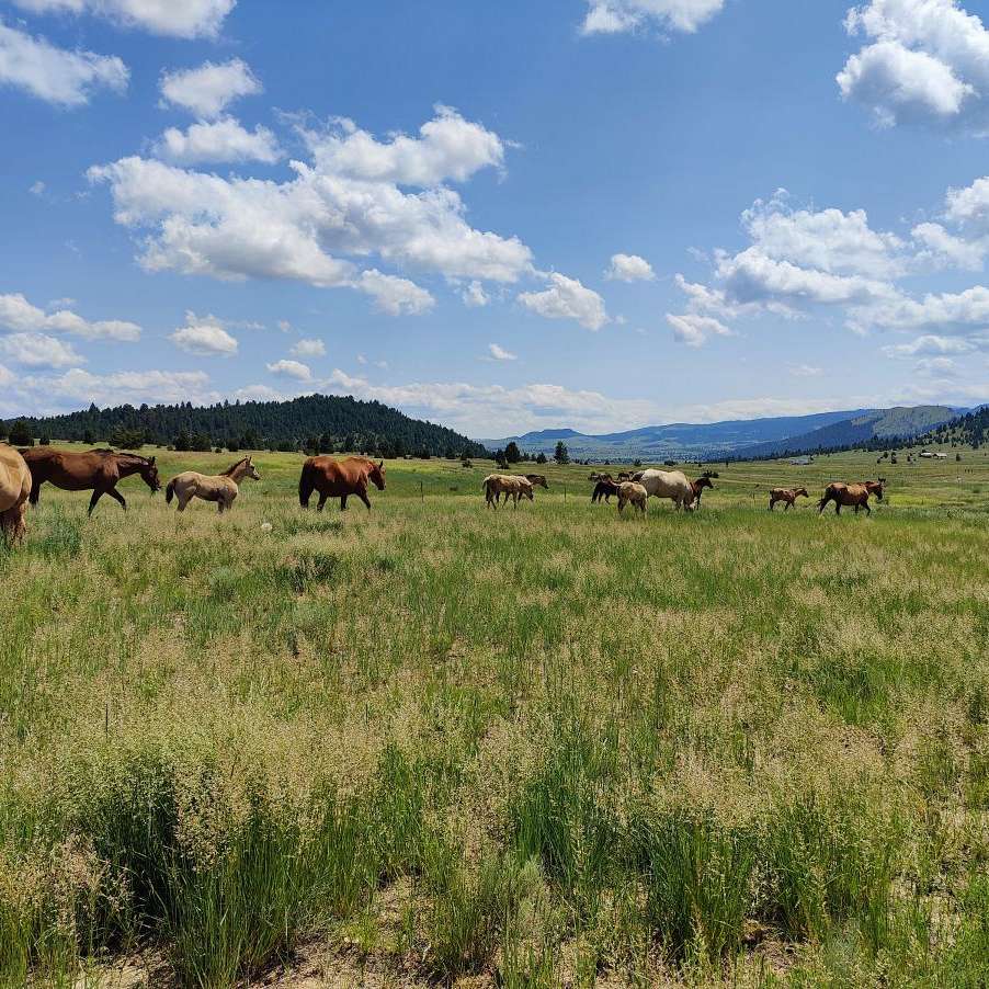 Mile High Cattle and Quarter Horses