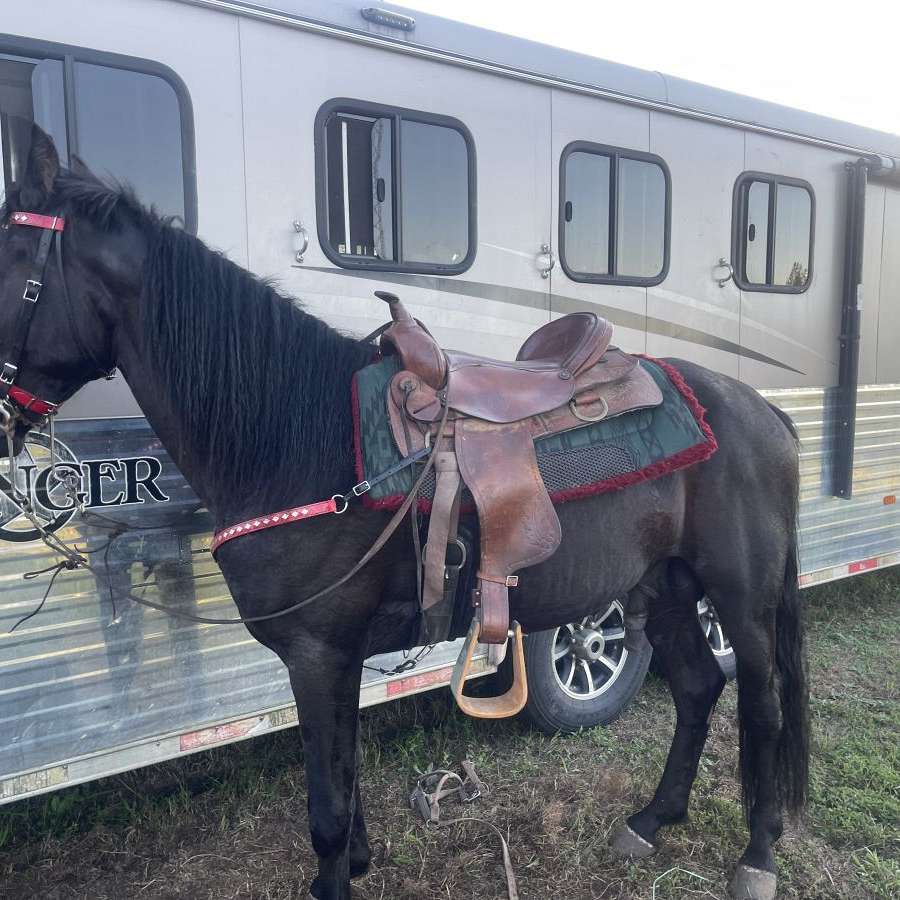 Jey's Gaited Horses