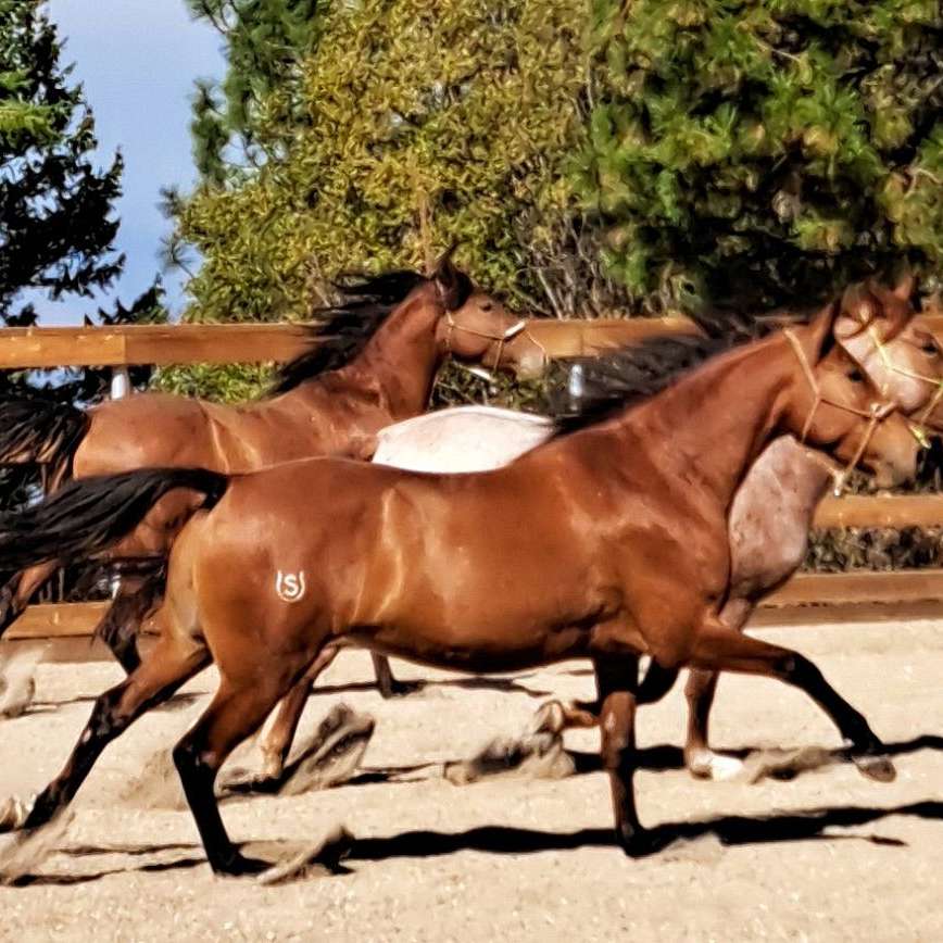 Rocke Ridge Ranch