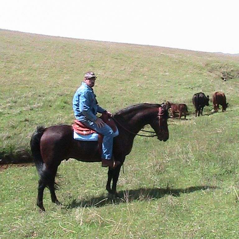 Broken Arrow Ranch - Rough Diamond Morgans