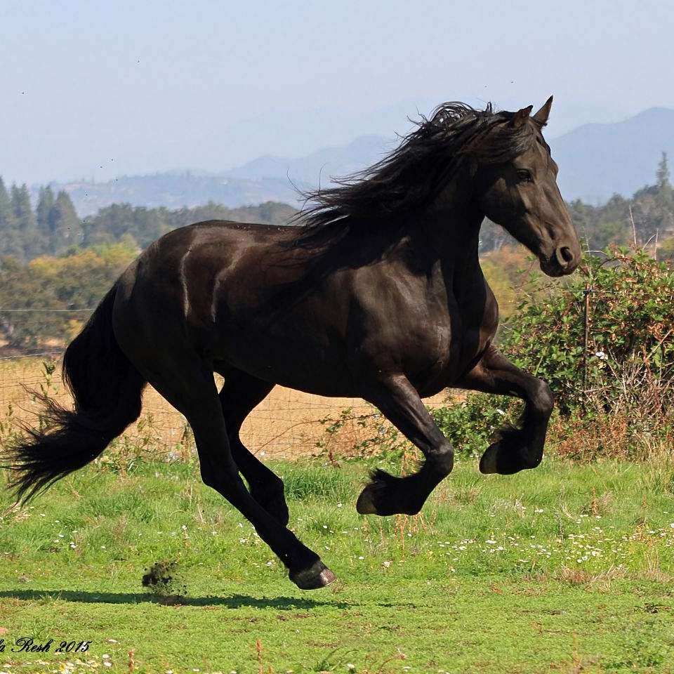 Windsor Friesian Farms